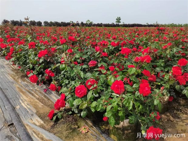 豐花地被北京紅月季，園林綠化廣泛用(圖2)