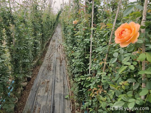 月季有花苞后不能亂用兩種肥料，不然徒長(圖1)