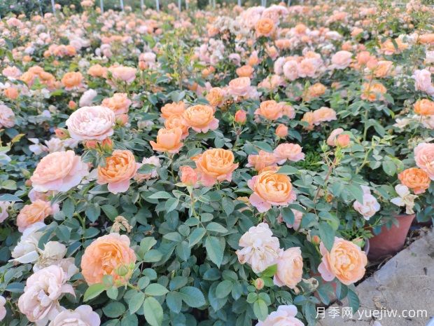月季修剪的奧秘：跟隨修剪，賞心悅目的絢麗花海(圖2)