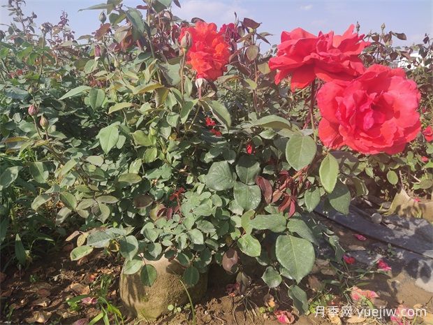 月季花病蟲害防治，常見問題與解決方法(圖1)