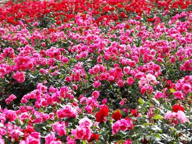 綿陽(yáng)月季扮靚城市，市花嬌艷綻放成美景(圖1)