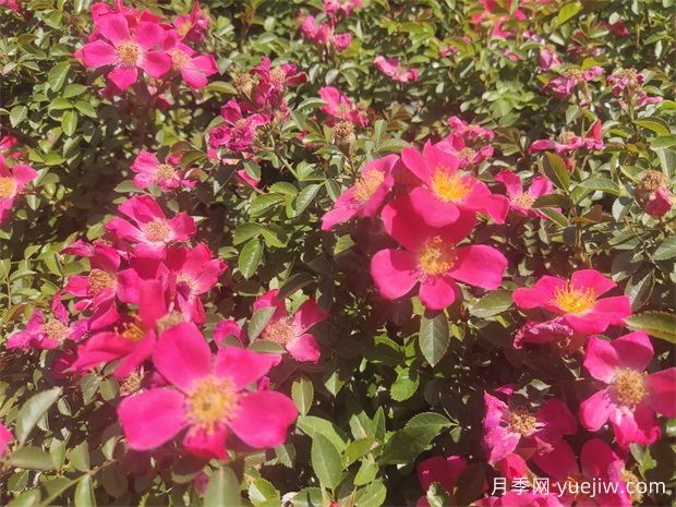 48種宿根花卉，你認(rèn)識幾種？(圖1)