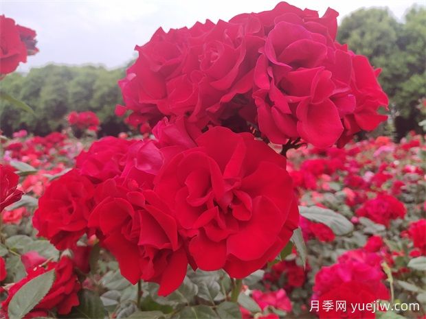 大紅色長(zhǎng)得快，快速成花墻花海，就是御用馬車月季(圖2)