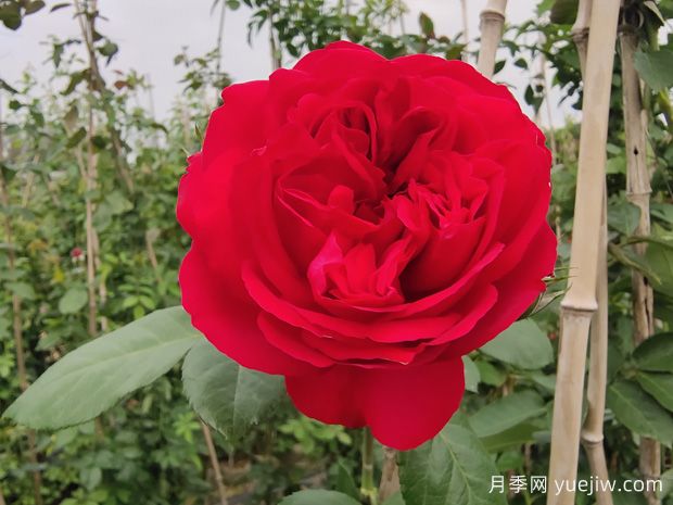 6款紅色系的藤本月季品種，適合打造網(wǎng)紅花墻(圖2)