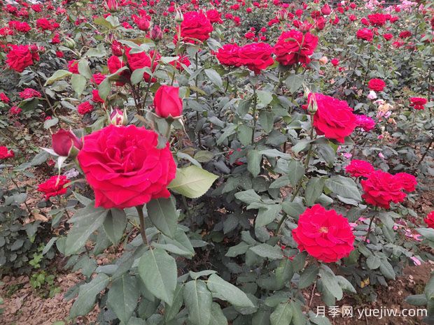 德陽市花月季擴(kuò)大種植，打造城市綠化風(fēng)景線(圖1)