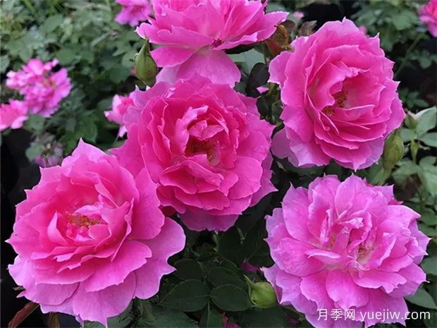 10個(gè)四季開花的花卉是哪些？(圖1)