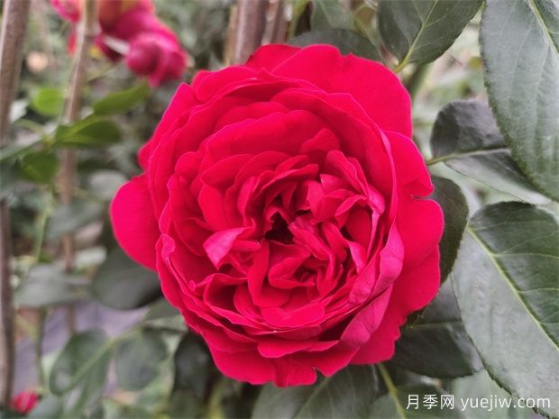 4種爬藤月季花美到極致，讓庭院無(wú)與倫比(圖2)