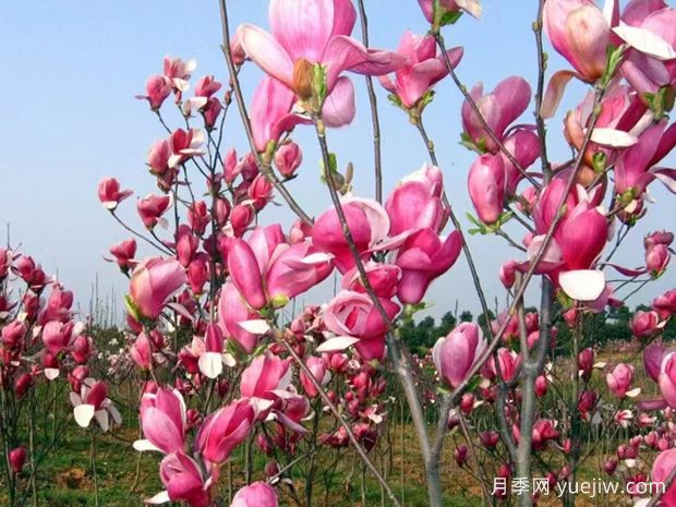 玉蘭花開，春色自來(圖1)