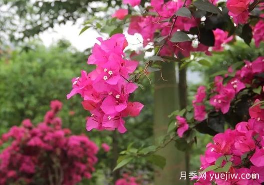 簕杜鵑和三角梅有什么區(qū)別？(圖1)