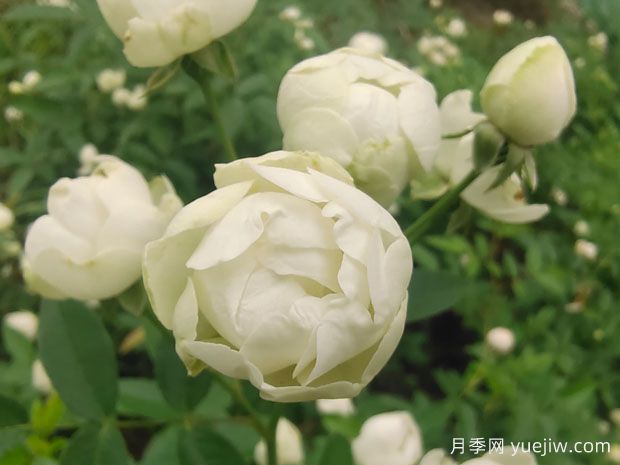 木香花，紅黃橙白木香，爬藤界的鼻祖(圖3)