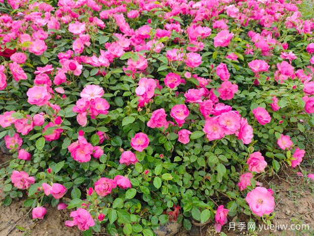 豐花月季花苗什么地方多？基地批發(fā)價(jià)格如何？(圖2)