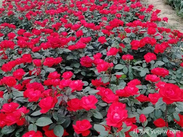 豐花月季花苗什么地方多？基地批發(fā)價(jià)格如何？(圖1)