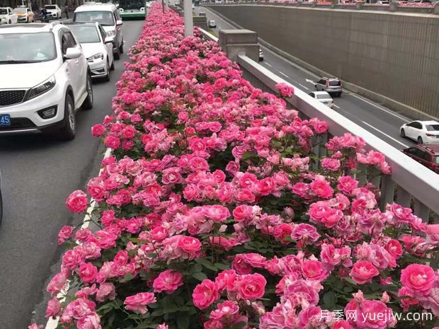 豐花月季花苗什么地方多？基地批發(fā)價(jià)格如何？(圖3)