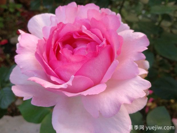 伊芙系列月季，花大濃香多季開花的月季(圖1)