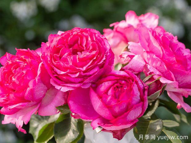 伊芙系列月季，花大濃香多季開花的月季(圖2)
