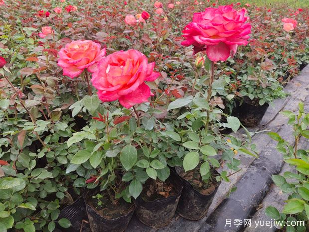 春天月季腳芽要抹掉嗎？這3種情況需要處理掉(圖2)
