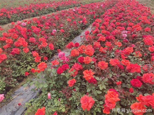 春季養(yǎng)月季該換盆會有4個信號，別忽視(圖2)