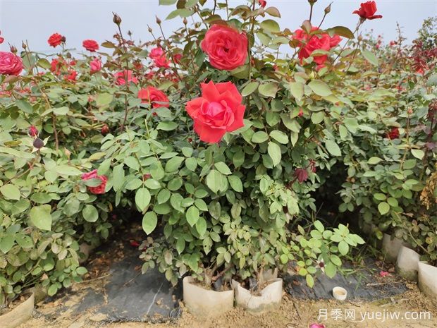 盆栽月季花怎么養(yǎng)？如何促開花？對人體健康有無影響(圖1)
