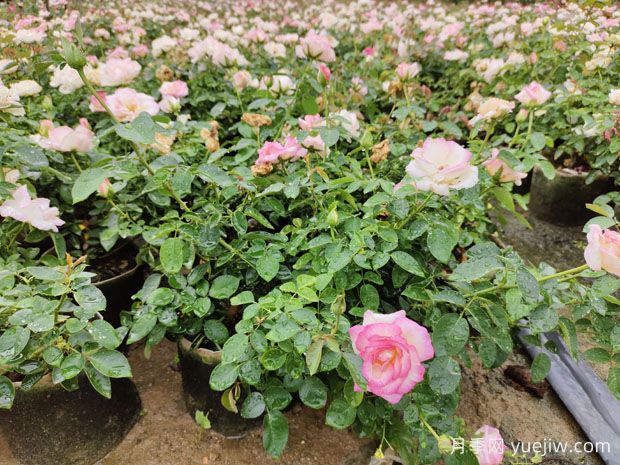 盆栽月季花怎么養(yǎng)？如何促開花？對人體健康有無影響(圖2)