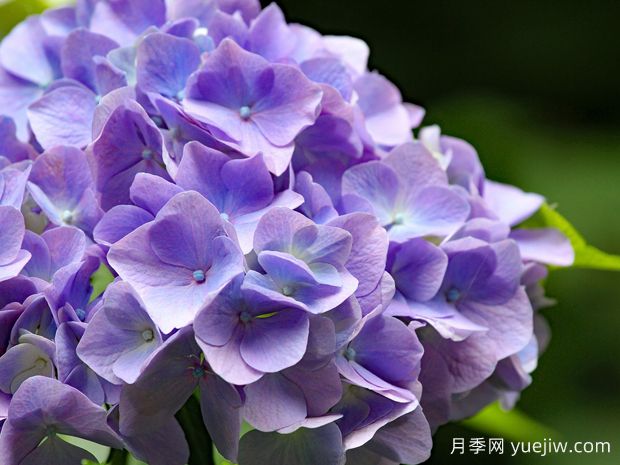 繡球什么時候開花？一年開幾次花？不開花的原因？(圖1)