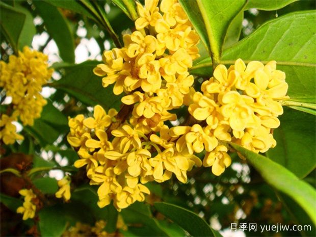 桂花種類區(qū)別：丹桂、銀桂、金桂、四季桂(圖2)