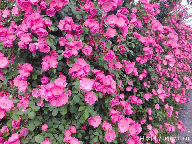 打造月季花墻就用這15種藤本月季，花開成風景線(圖1)