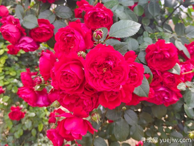月季花期怎么澆水？(圖1)