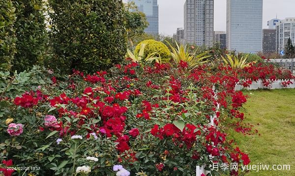 廣州赤坭近千畝七彩月季綻放，一場春天的浪漫之約(圖1)