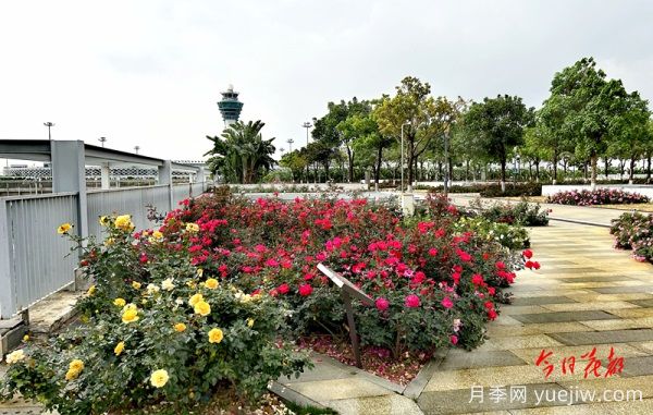 廣州赤坭近千畝七彩月季綻放，一場春天的浪漫之約(圖2)