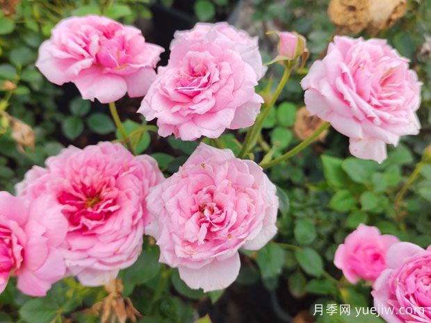 月季、玫瑰、薔薇之間有什么關(guān)系？(圖3)