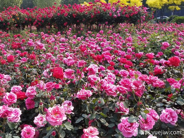 中國(guó)名花之月季文化(圖2)