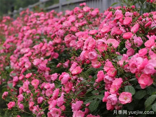 金華職院月季花墻，校園美麗多彩(圖1)