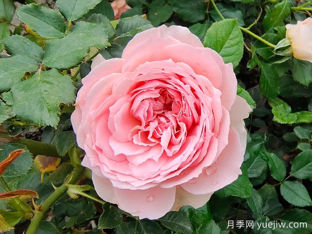 非常值得養(yǎng)的6種月季花，花美抗病四季開花(圖1)