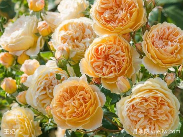 非常值得養(yǎng)的6種月季花，花美抗病四季開花(圖2)