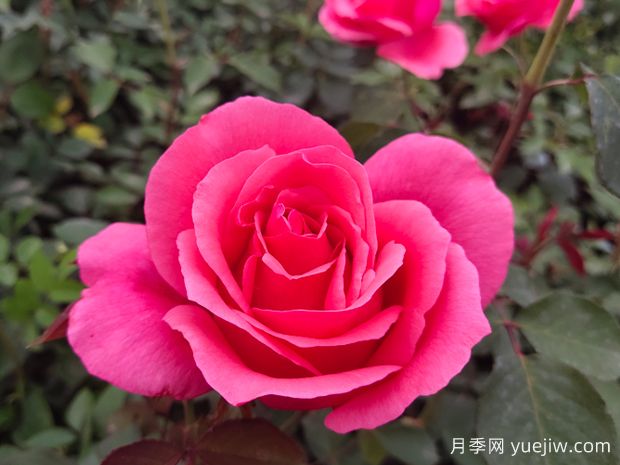 常見的大花月季花品種主要有哪些？(圖2)