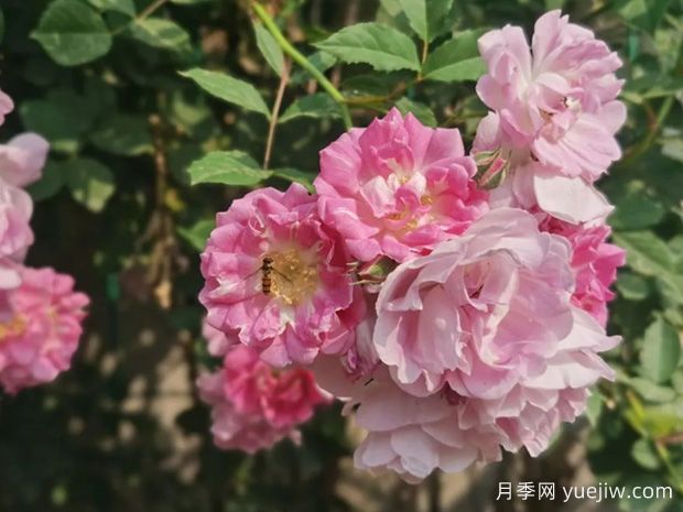 盆栽薔薇花需要如何養(yǎng)？(圖1)