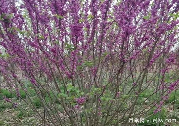 紫荊樹(shù)與叢生紫荊的區(qū)別？(圖1)