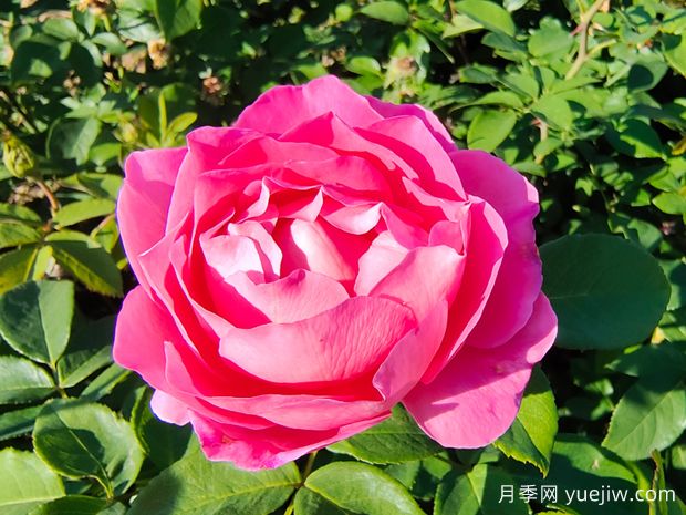 一朵玫瑰的戀語，玫瑰的美妙花語(圖1)