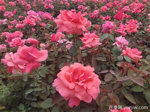 月季之韻，邂逅世間絕美的花中皇后(圖2)