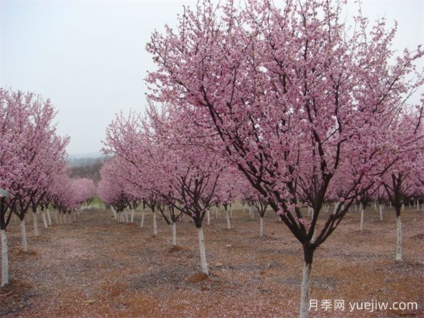 北方城市園林植物八品，一起來細(xì)品(圖1)