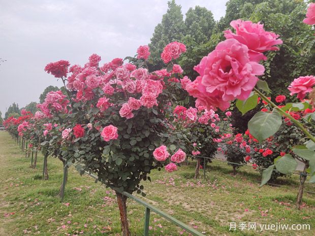 南陽(yáng)三大月季園，賞花游園指南請(qǐng)收好！(圖3)