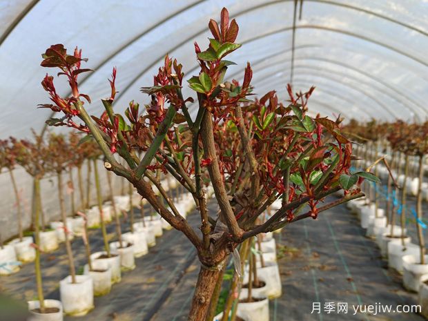 早春養(yǎng)月季，澆水抹芽施肥，生長開花不用愁(圖2)
