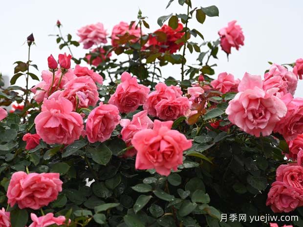 北方冬季百木凋零，這8種植物卻是燦爛仍在，月季少不了(圖1)