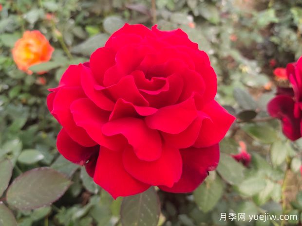 新手如何養(yǎng)好月季花？(圖1)