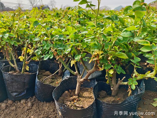 家中養(yǎng)月，用有機(jī)肥還是無機(jī)肥？(圖1)