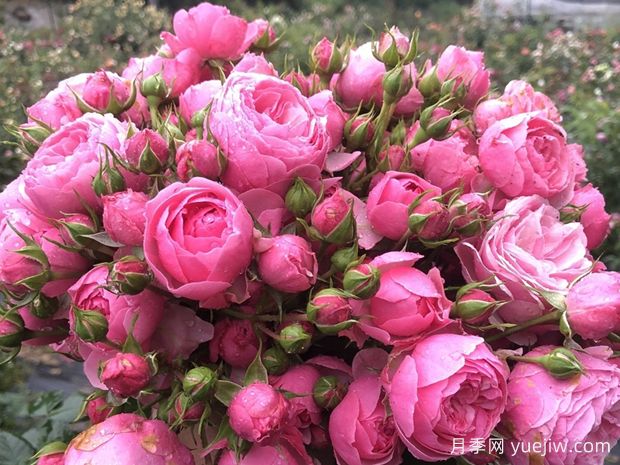 六個(gè)好看又好養(yǎng)的花？必須有月季花(圖1)