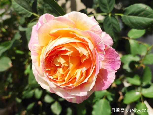 莫奈月季的優(yōu)缺點是什么？介紹(圖1)