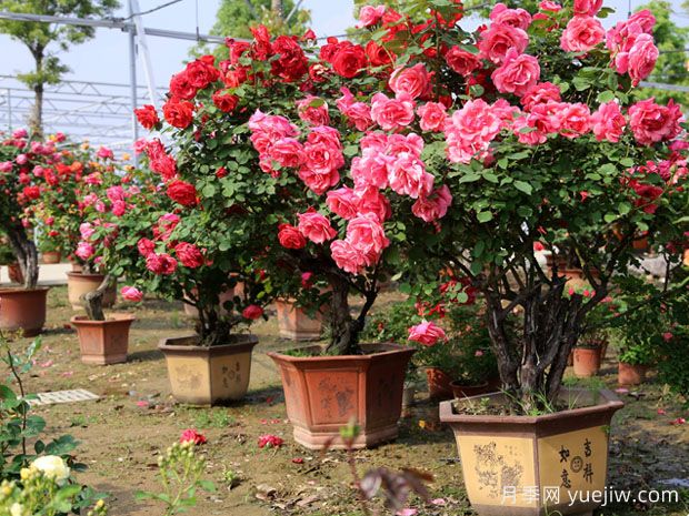 ?樹(shù)狀月季春季花后修剪攻略，復(fù)花靠剪(圖1)