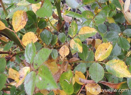 月季葉子發(fā)黃一碰就掉怎么補(bǔ)救？(圖1)