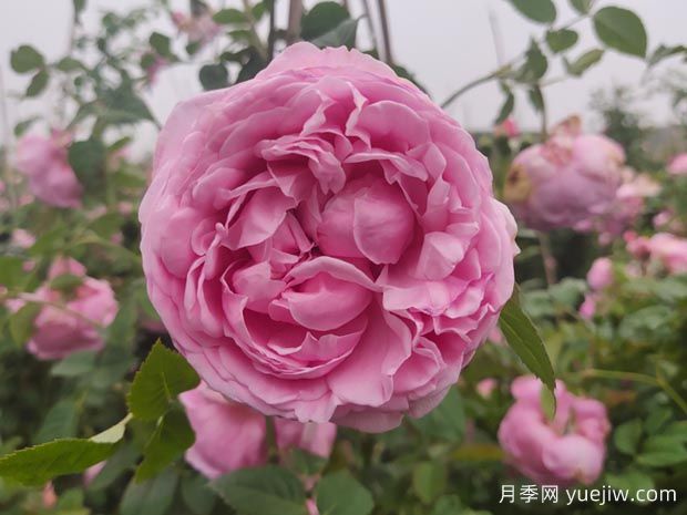 自由精神月季的優(yōu)缺點(diǎn)是什么？介紹(圖1)